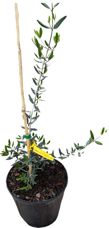 Chemlali Olive Tree from Everglades Farm