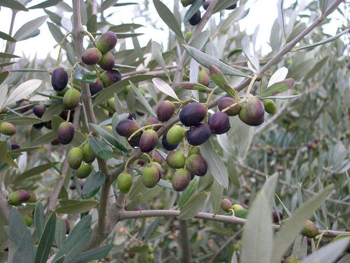 Chemlali Olive Tree from Everglades Farm
