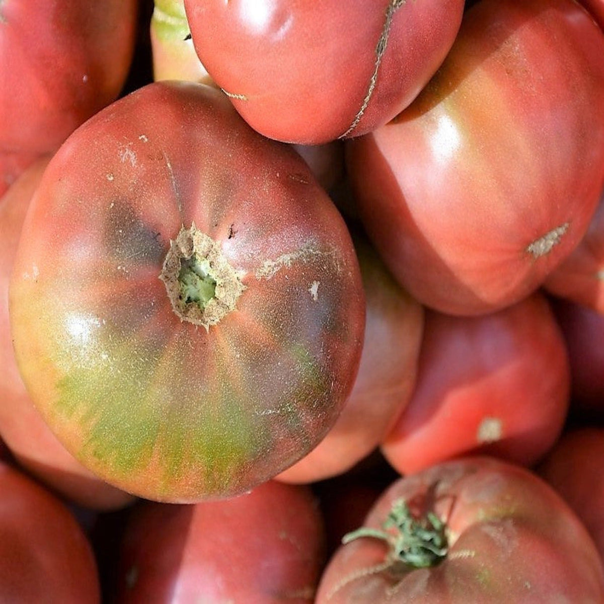 Cherokee Purple Heirloom Tomato Seeds, image 2 of 6
