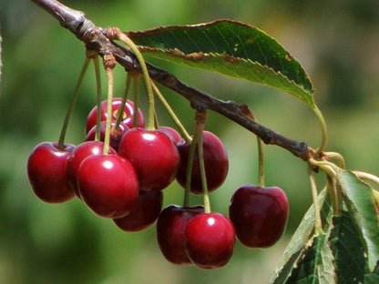 MIchigan Cherry Vinegar from Donkey Provisions
