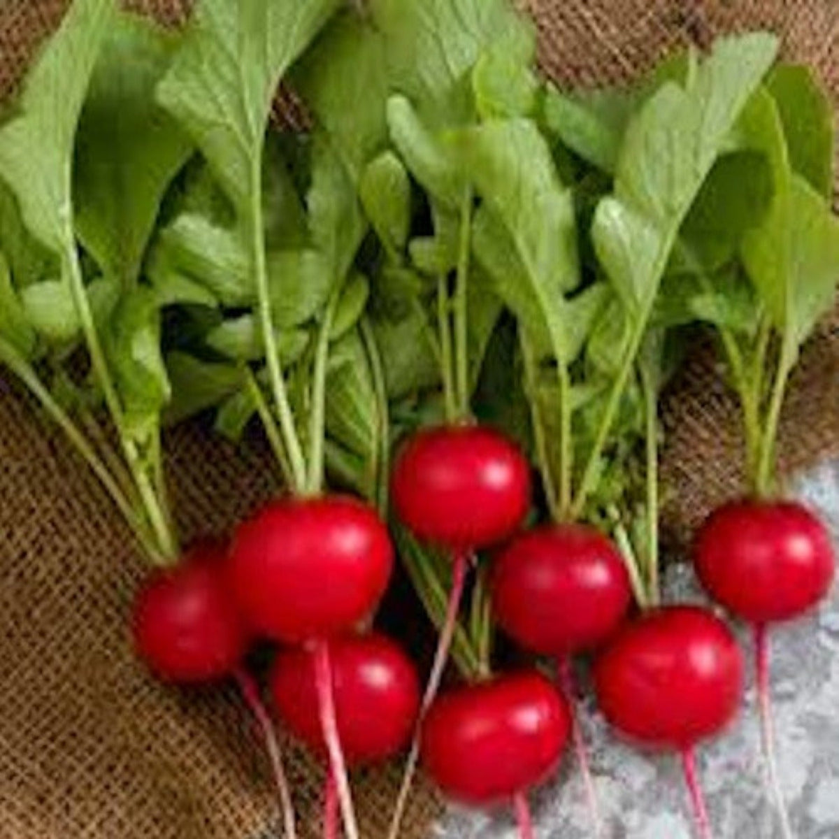 Cherry Belle Radish Seeds by Papaws Garden Supply