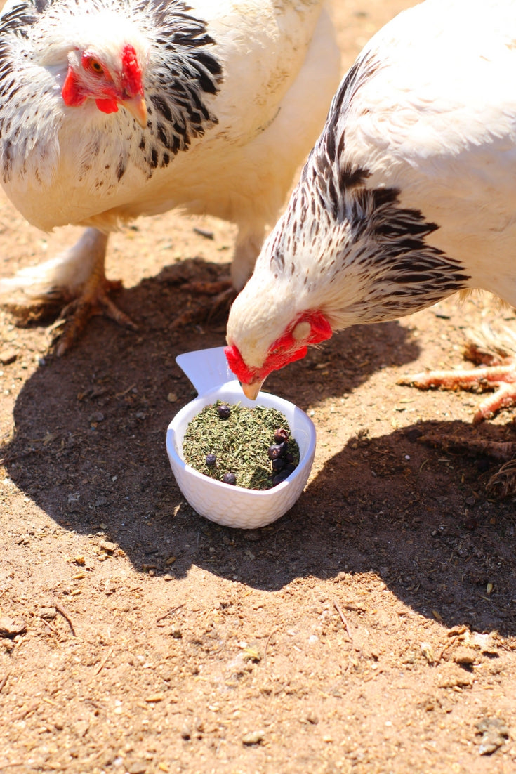 MitesBGone Herbal Blend For Nesting Boxes Or Dust Baths To Repel Mites, Herbs from Dahlia Pets