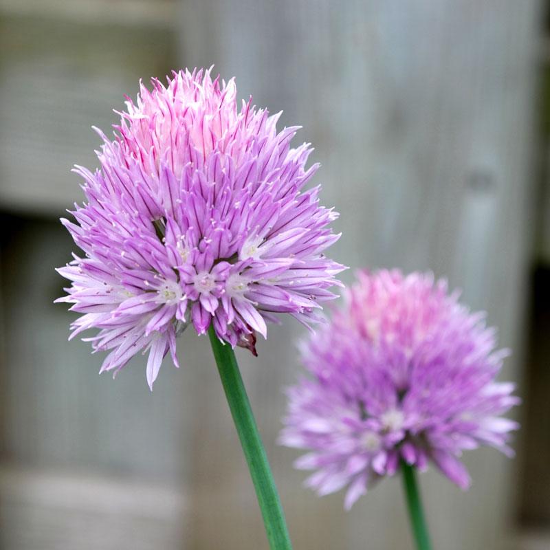 Chives Seeds (Organic), Garden from Grow Organic