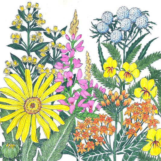 Clay Soil Loving Native Wildflower Mix (1/4 lb) by Grow Organic
