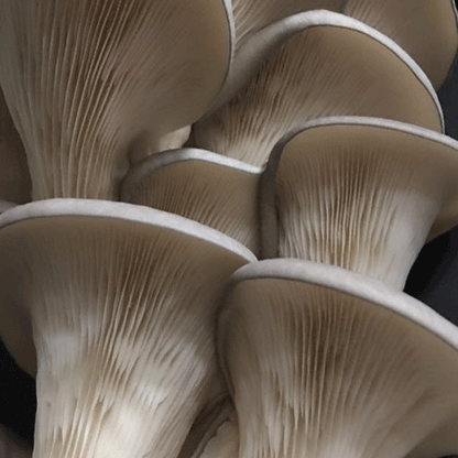 DRIED OYSTER MUSHROOMS, Pantry from Mushroom Mountain