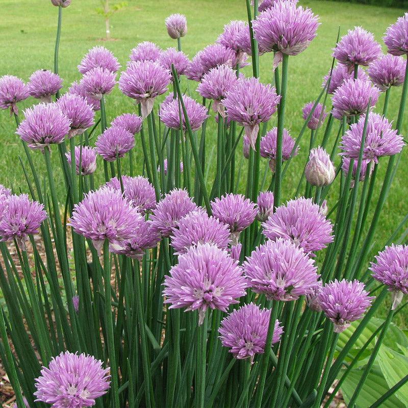 Chives Seeds (Organic), Garden from Grow Organic