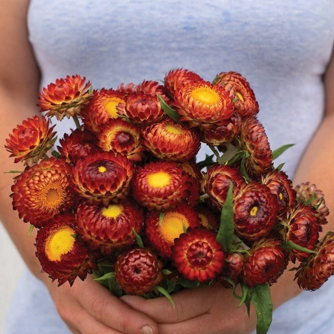 Copper Red Strawflower by MIgardener