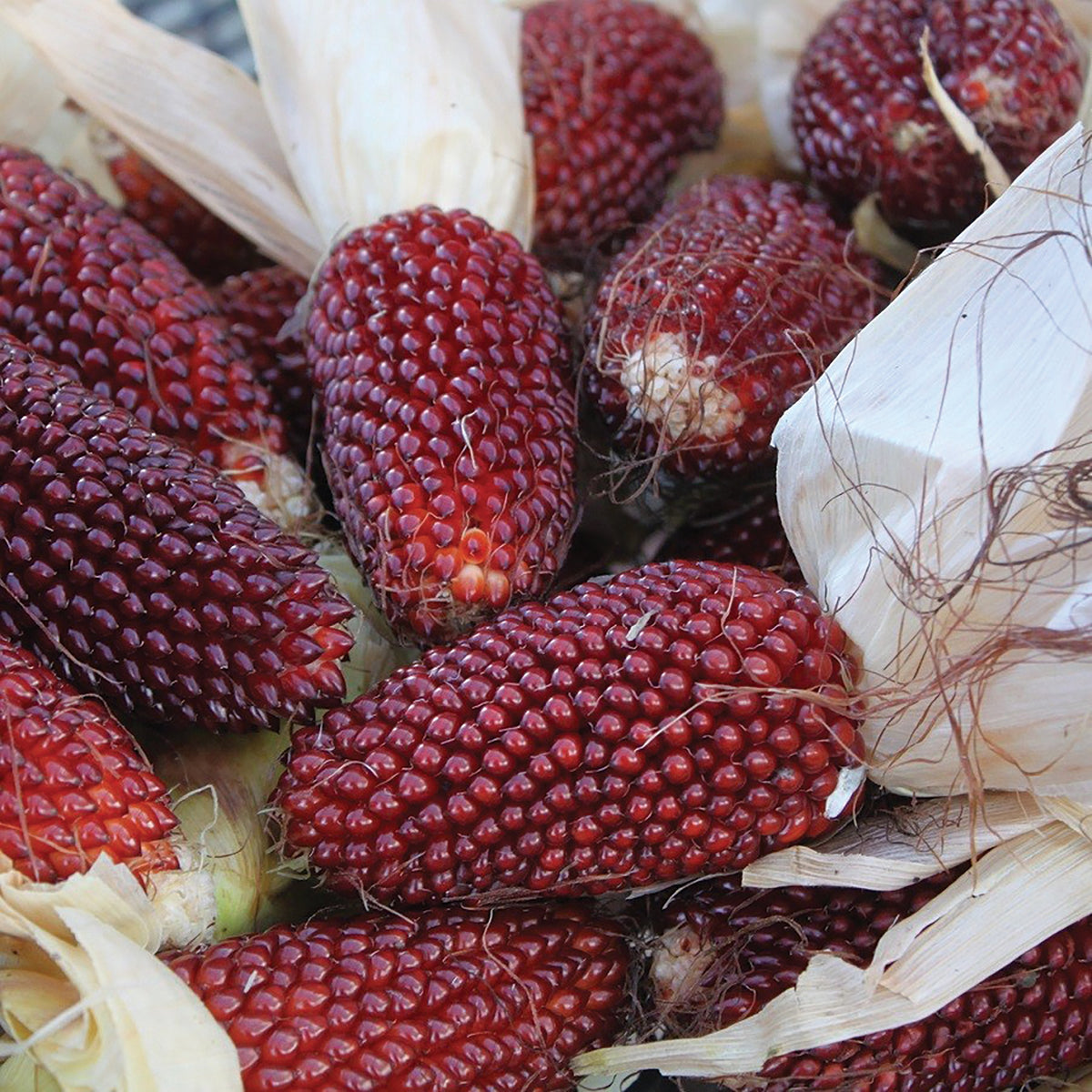Red Strawberry Popcorn by MIgardener