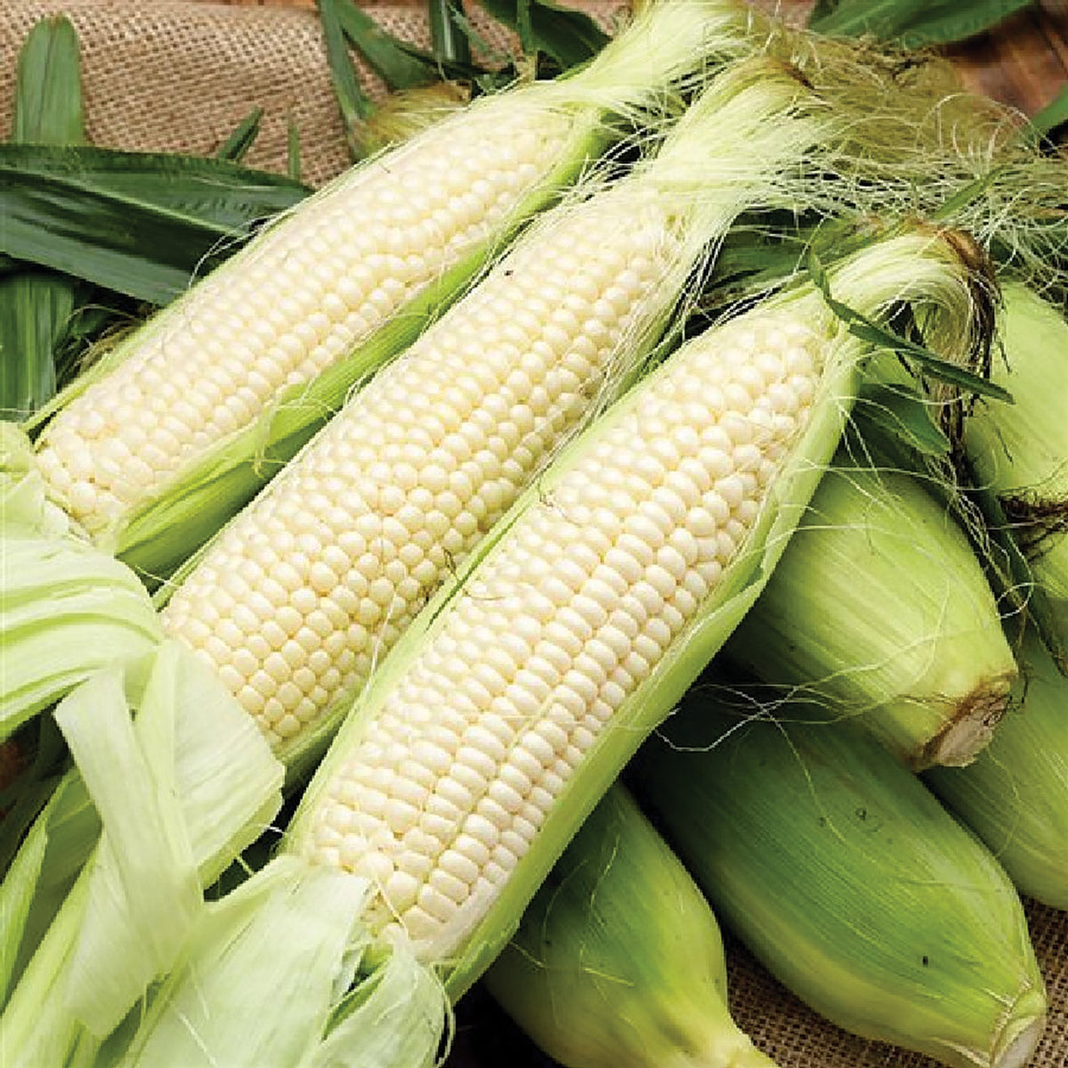 Stowell Evergreen Corn by MIgardener