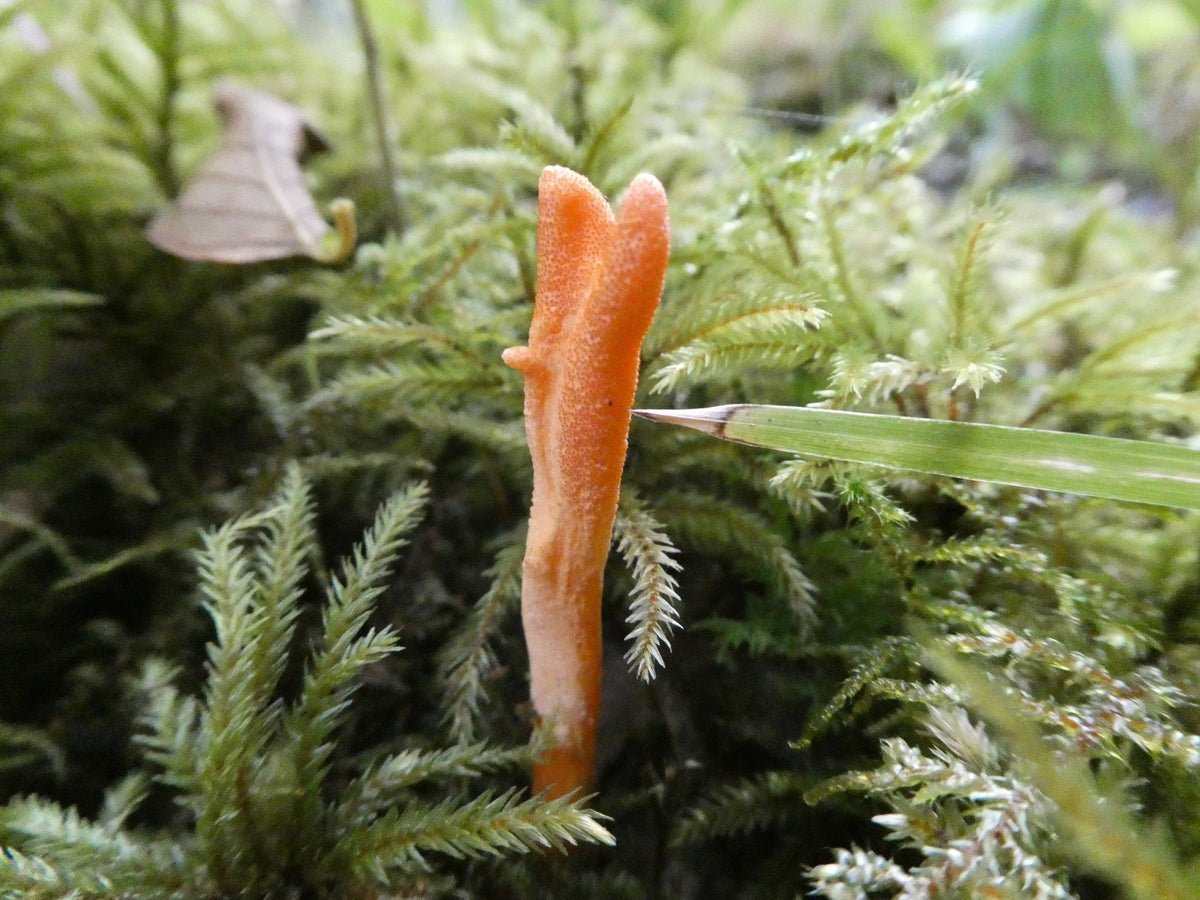 Mycomatrix Cordyceps Adaptogenic Mushroom Extract