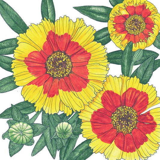 Coreopsis, Plains (1/4 lb), Garden from Grow Organic