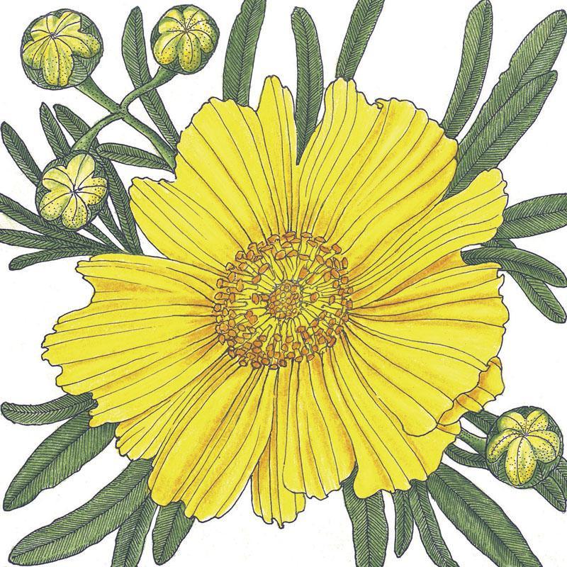 Coreopsis, Tall Lance-Leaved (1/4 lb), Garden from Grow Organic