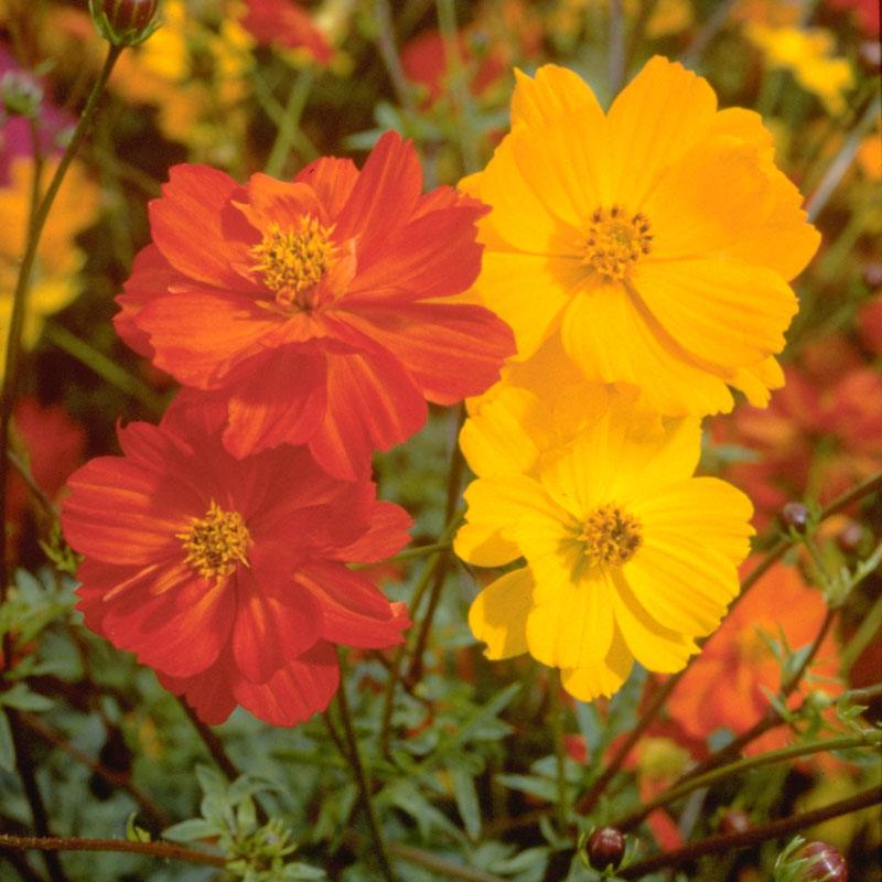 Cosmos, Bright Lights Mix (1/4 lb), Garden from Grow Organic