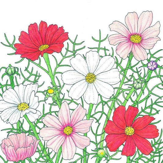 Cosmos, Sensation Mix (1/4 lb), Garden from Grow Organic