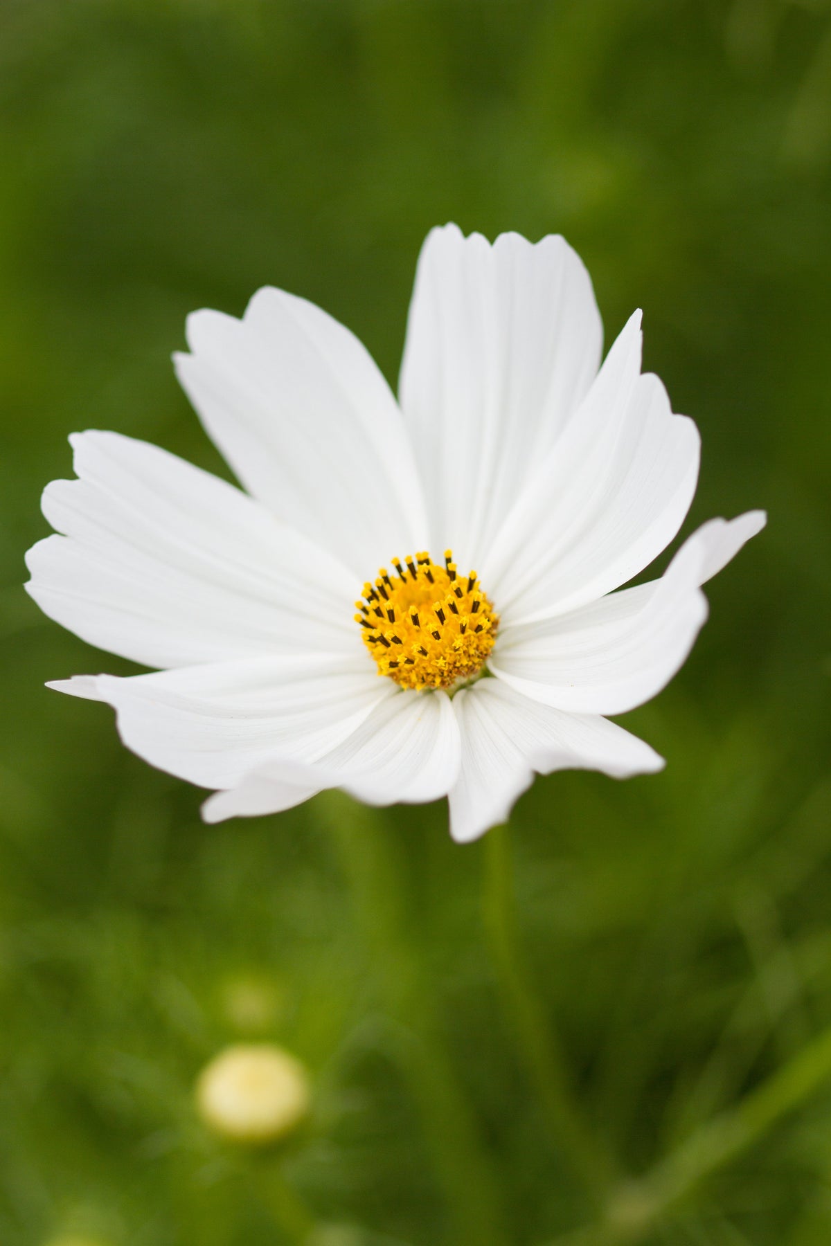 White Cosmo by MIgardener