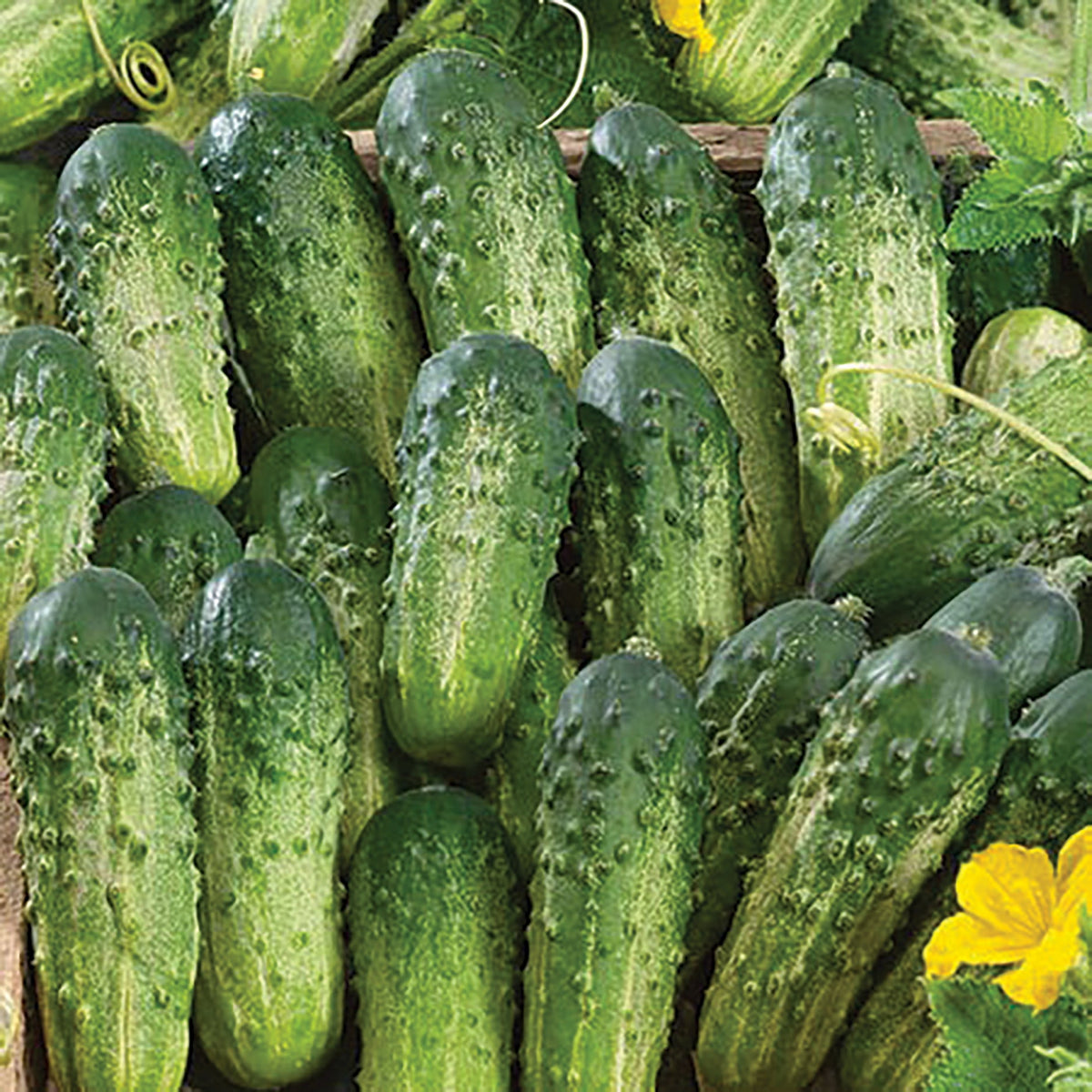 Sumter Cucumber by MIgardener