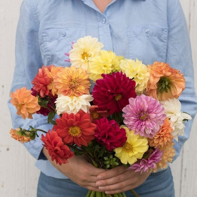Dahlia Mix by MIgardener