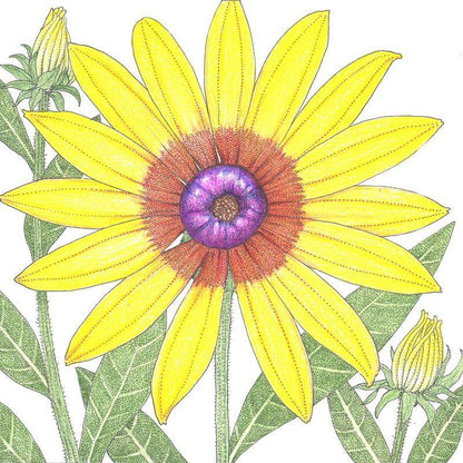 Daisy, Gloriosa (1/4 lb)