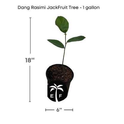 Dang Rasimi Jackfruit Dwarf Tree, from Seedlings from Everglades Farm
