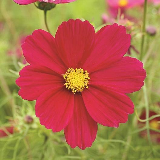 Dazzler Red Cosmo by MIgardener