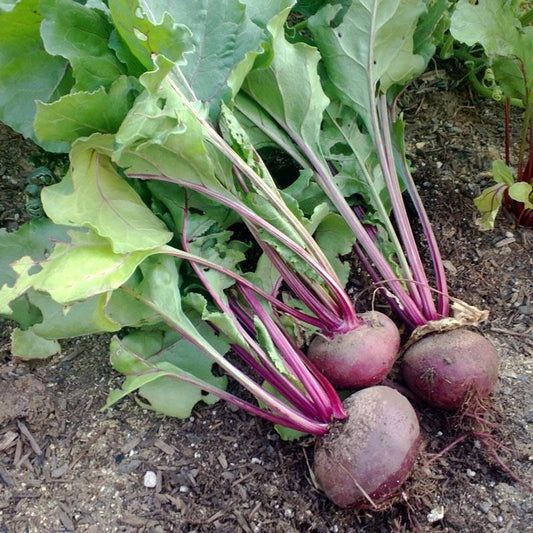 Detroit Dark Red Beet Seeds (Organic), Garden from Grow Organic
