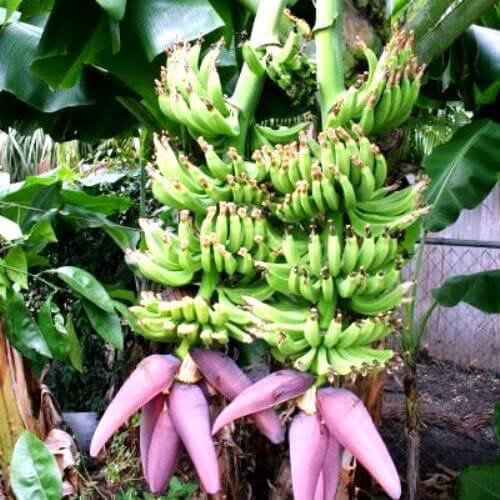 Double Mahoi Dwarf Banana Plant from Everglades Farm