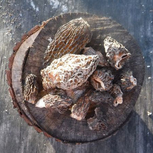 DRIED MOREL MUSHROOMS, Pantry from Mushroom Mountain