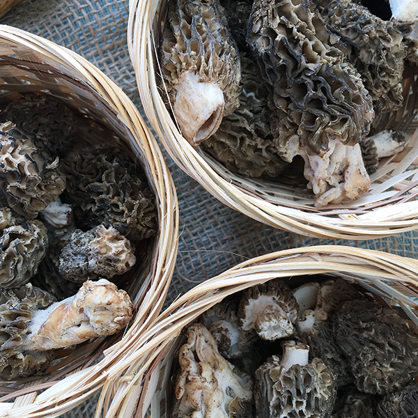 DRIED MOREL MUSHROOMS, Pantry from Mushroom Mountain
