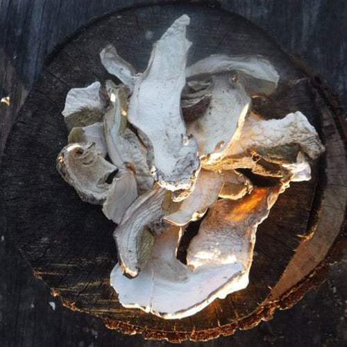 DRIED PORCINI MUSHROOMS, Pantry from Mushroom Mountain