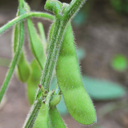 Edamame Soybean Seeds (Organic), Garden from Grow Organic