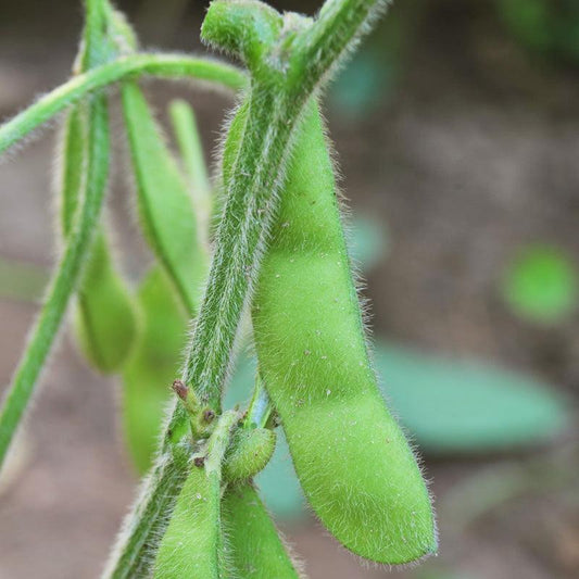 Edamame Soybean Seeds (Organic), Garden from Grow Organic