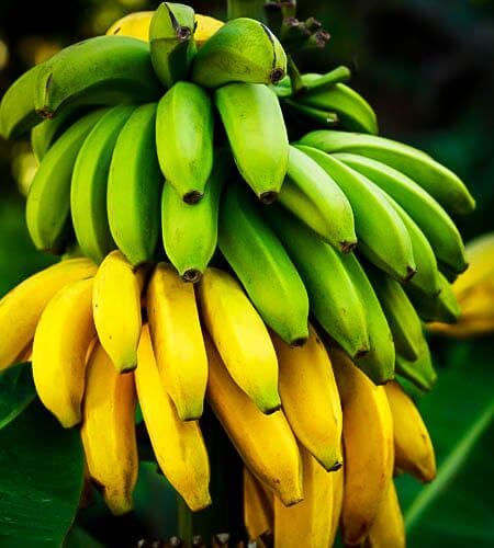 Cavendish Dwarf Banana Plant from Everglades Farm