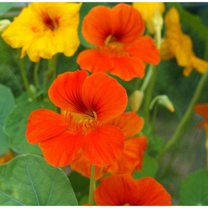 Nasturtium, Dwarf Jewel Mix (pack)
