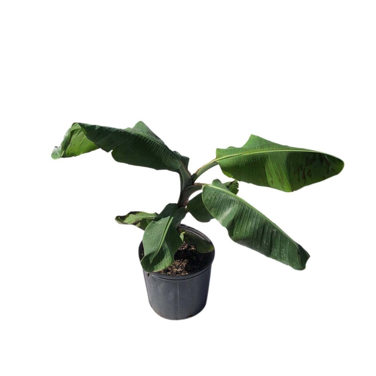 Cavendish Dwarf Banana Plant from Everglades Farm