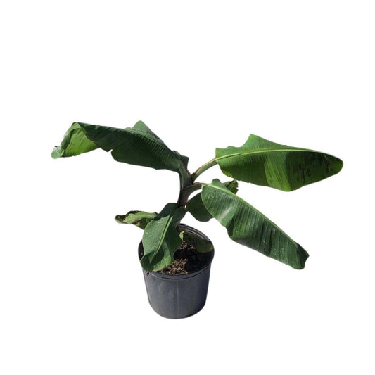 Lakatan Musa Banana Plant from Everglades Farm
