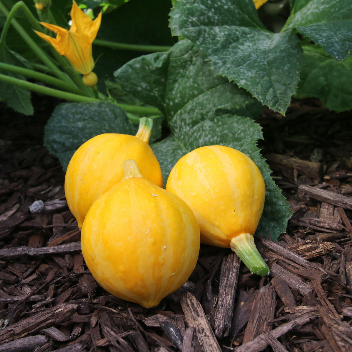Lemon Squash by MIgardener