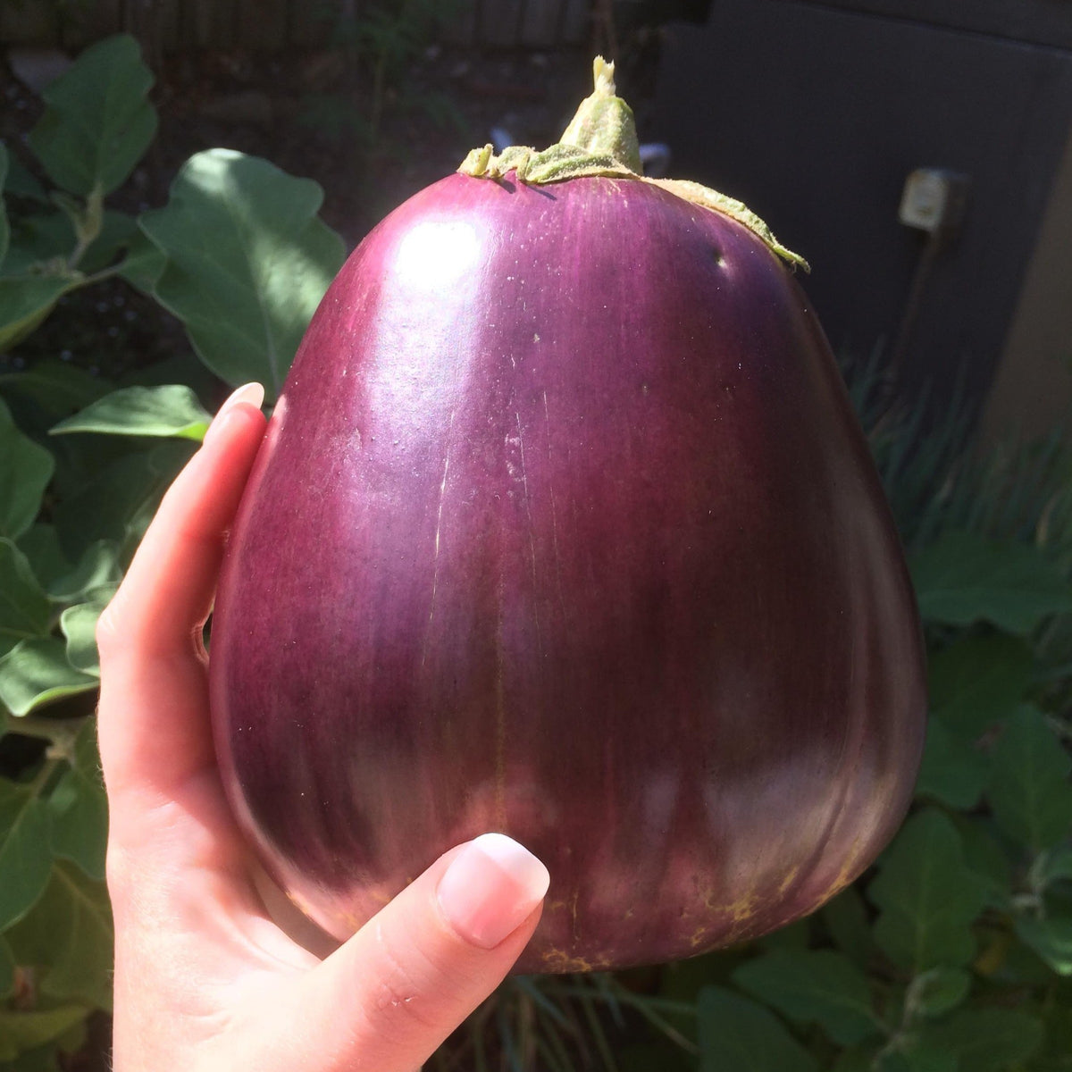 Aswad Eggplant by MIgardener