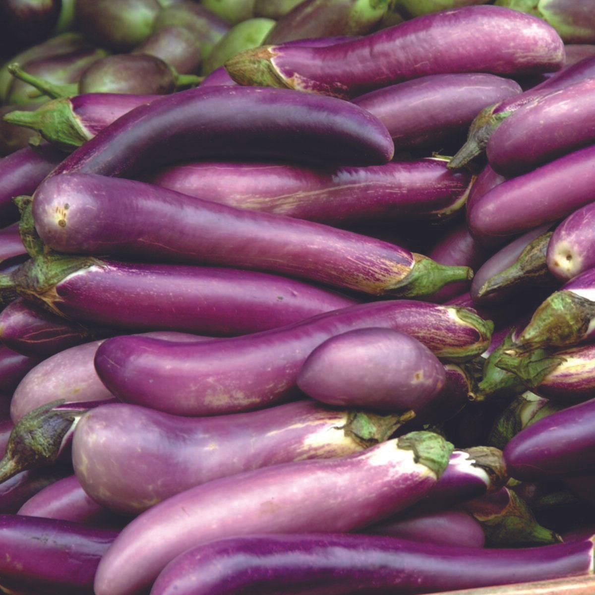 Ping-Tung Long Eggplant by MIgardener