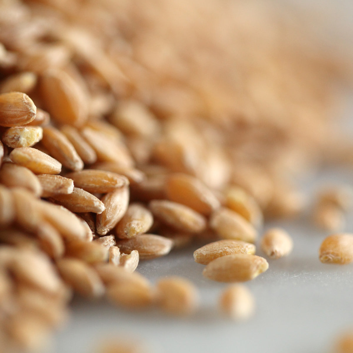 Organic Einkorn Wheat Berries 1 lb. from Jovial Foods, Inc