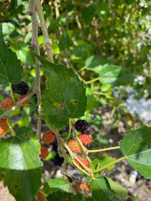 Mulberry Dwarf Everbearing Tree, Fruit Trees from Everglades Farm