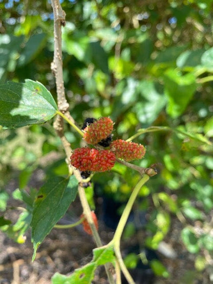 Mulberry Dwarf Everbearing Tree, Fruit Trees from Everglades Farm
