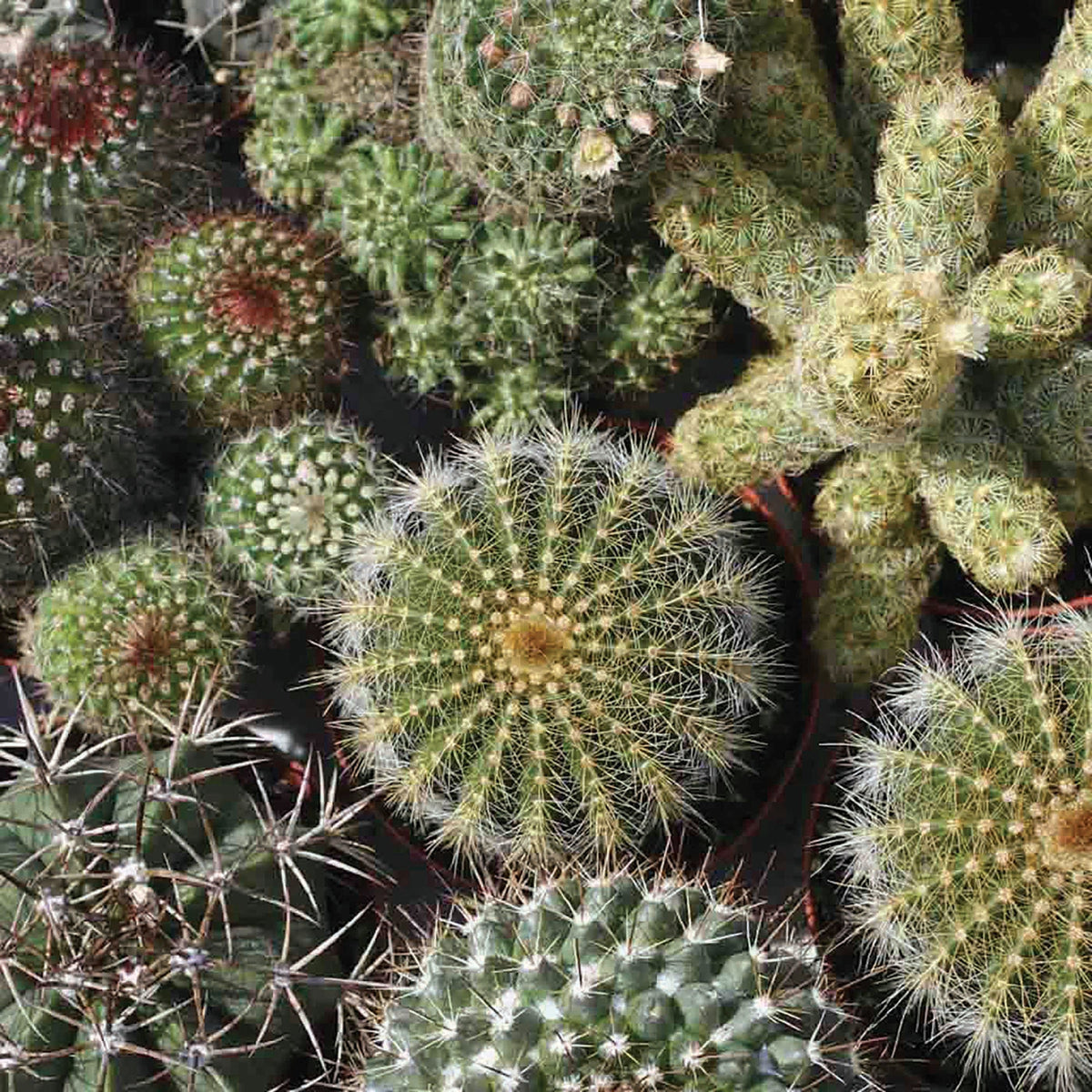 Mixed Cactus by MIgardener