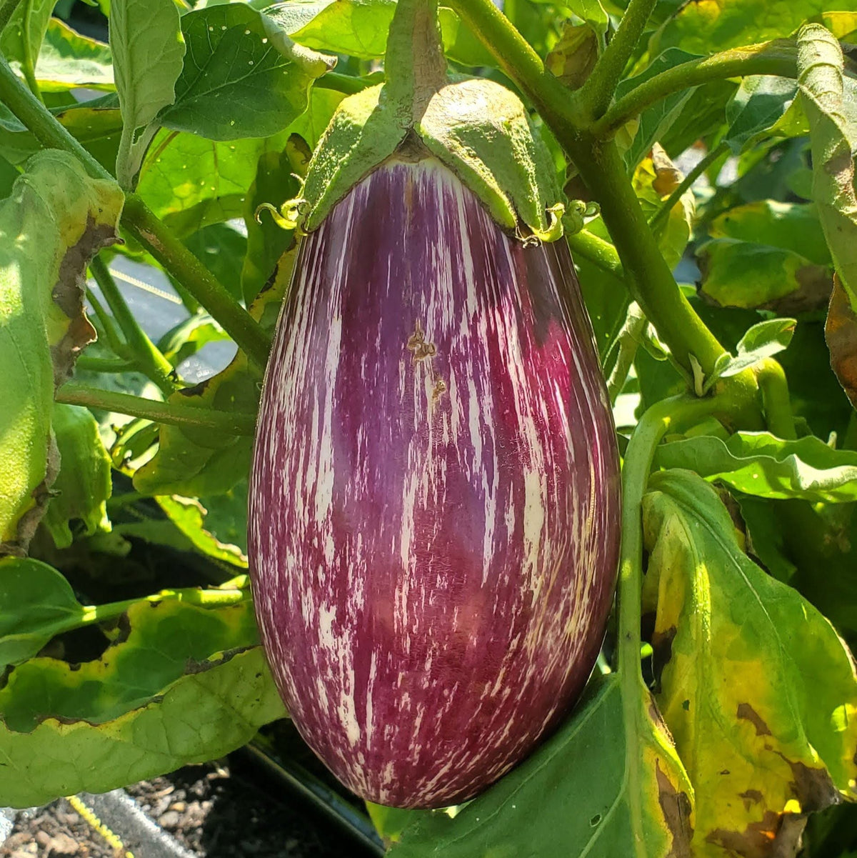 Listada De Gandia Eggplant by MIgardener