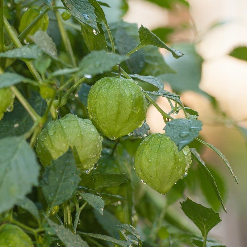 Verde Tomatillo Seeds (Organic), Garden from Grow Organic