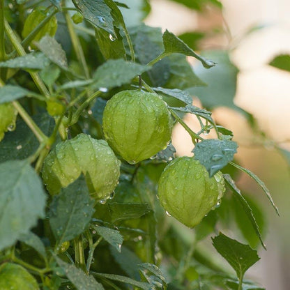 Verde Tomatillo Seeds (Organic), Garden from Grow Organic