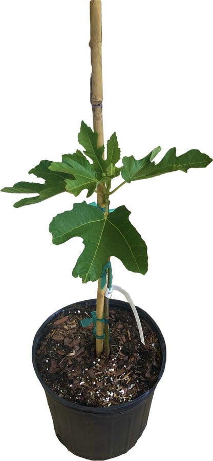 Violet de Bordeaux Dwarf, Fig Tree, Fruit Trees from Everglades Farm