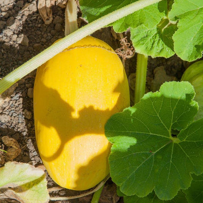 Spaghetti Winter Squash Seeds (Organic), Garden from Grow Organic