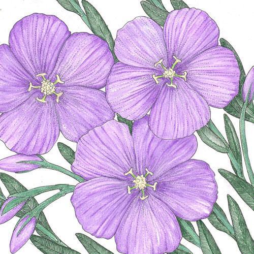 Flax, Blue (lb), Garden from Grow Organic