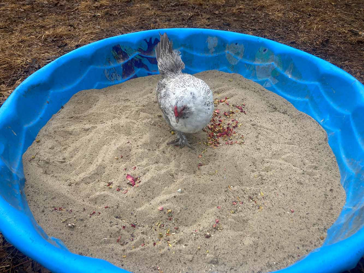 Pick Me Up Floral Dust Bath With Herbs - For Pet Chickens & Other Poultry from Dahlia Pets