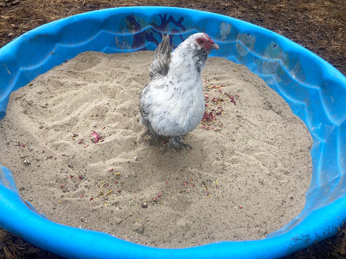 Pick Me Up Floral Dust Bath With Herbs - For Pet Chickens & Other Poultry from Dahlia Pets